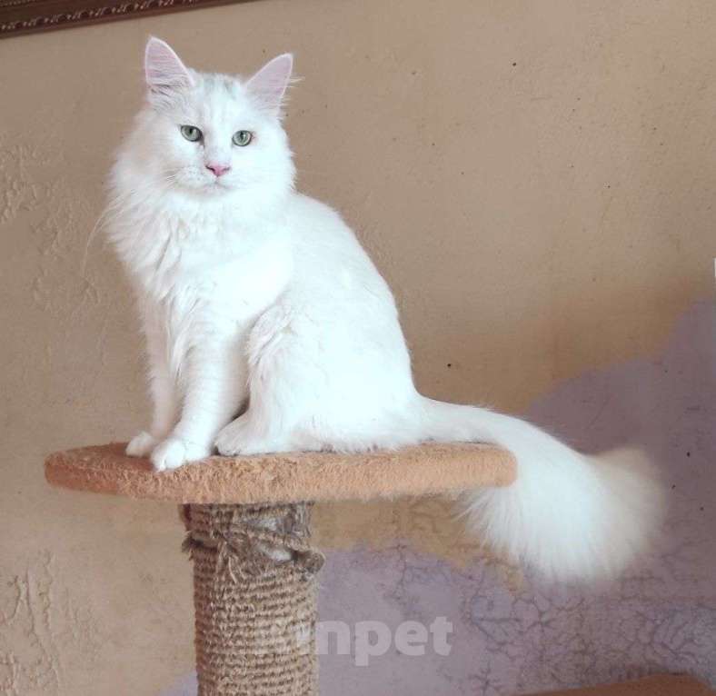 Кошки в Новосибирске: ♂️ Quinnie Мальчик, 50 000 руб. - фото 4