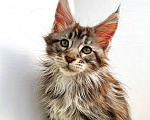 Кошки в Ачинске: Котята Мейн-Кун Девочка, 50 000 руб. - фото 4