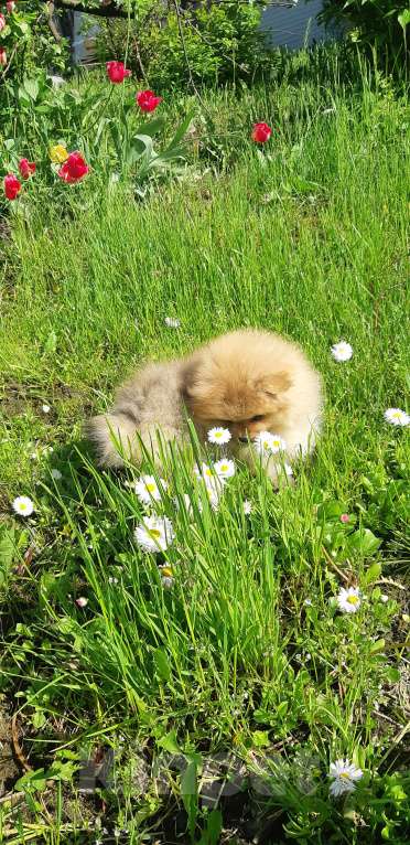 Собаки в Новокузнецке: Девочка померашка Девочка, 45 000 руб. - фото 4
