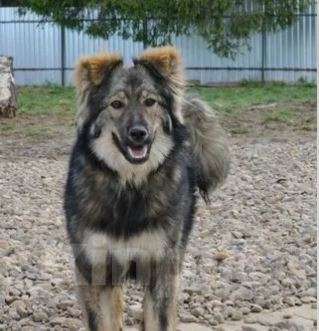 Собаки в Москве: Ириска Девочка, Бесплатно - фото 3