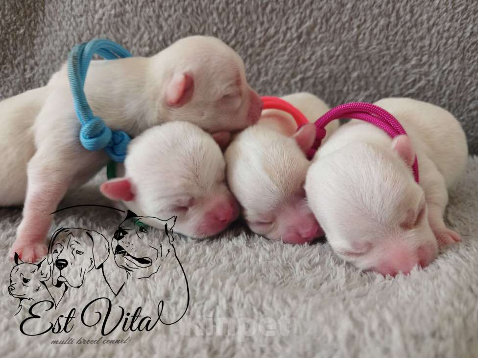 Собаки в Крымске: Щенки чихуахуа Разнополые, 40 000 руб. - фото 4