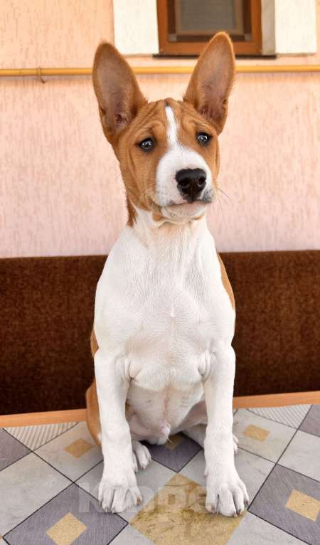 Собаки в Севастополе: Мальчики басенджи Мальчик, Бесплатно - фото 8