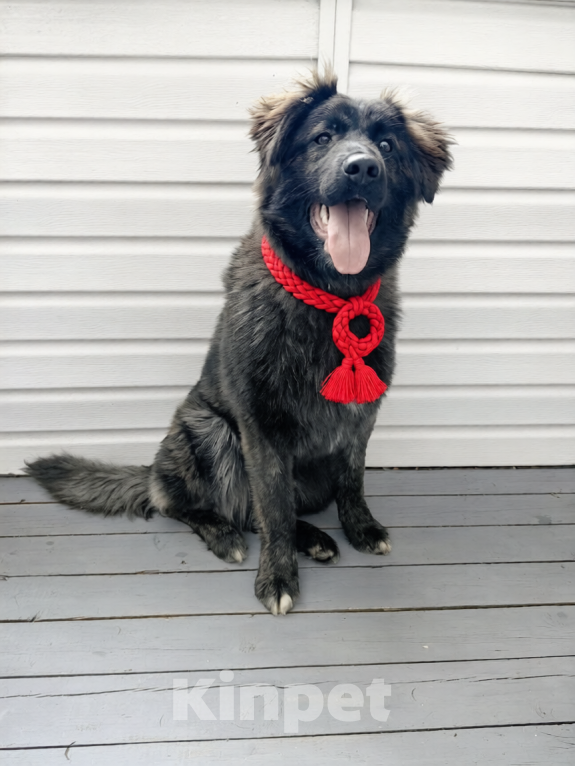 Собаки в Долгопрудном: щенок бесплатно Мальчик, Бесплатно - фото 2