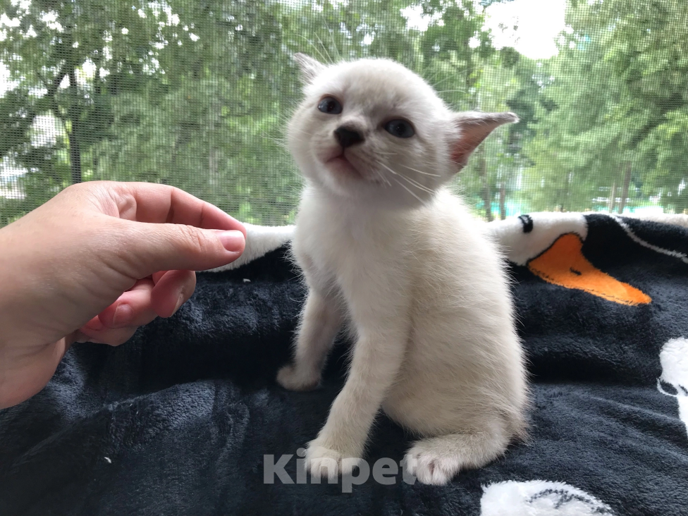 Кошки в Санкт-Петербурге: Котенок Европейская Бурма лиловая-шампань Девочка, 5 000 руб. - фото 7