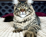 Кошки в Дедовске: Очаровательный Игнат  Мальчик, 35 000 руб. - фото 7