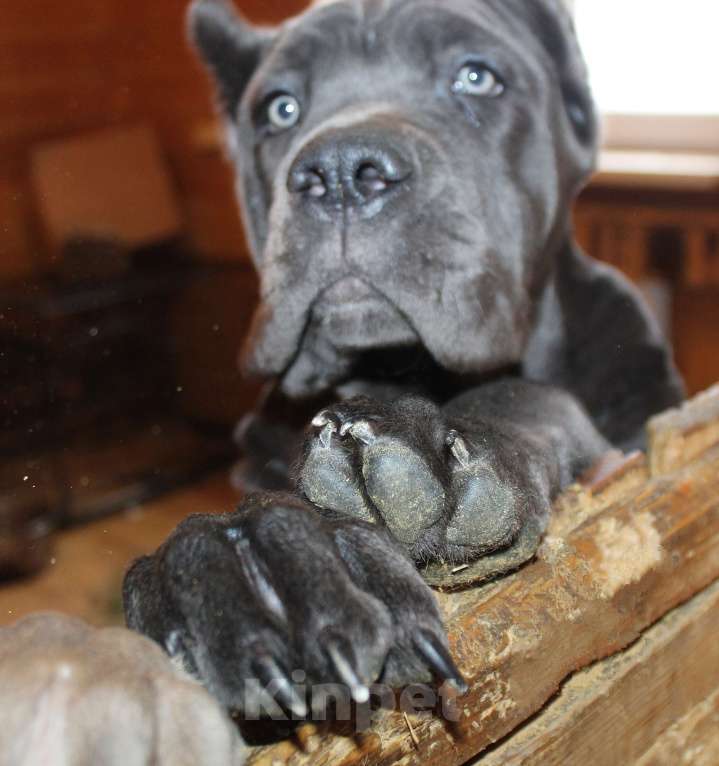 Собаки в Москве: Кане корсо. Две девочки Девочка, 60 000 руб. - фото 9