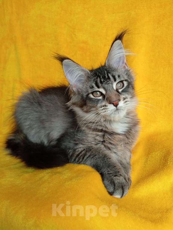 Кошки в Краснодаре: Котёнок мейн-кун, с документами. Девочка, 20 000 руб. - фото 6