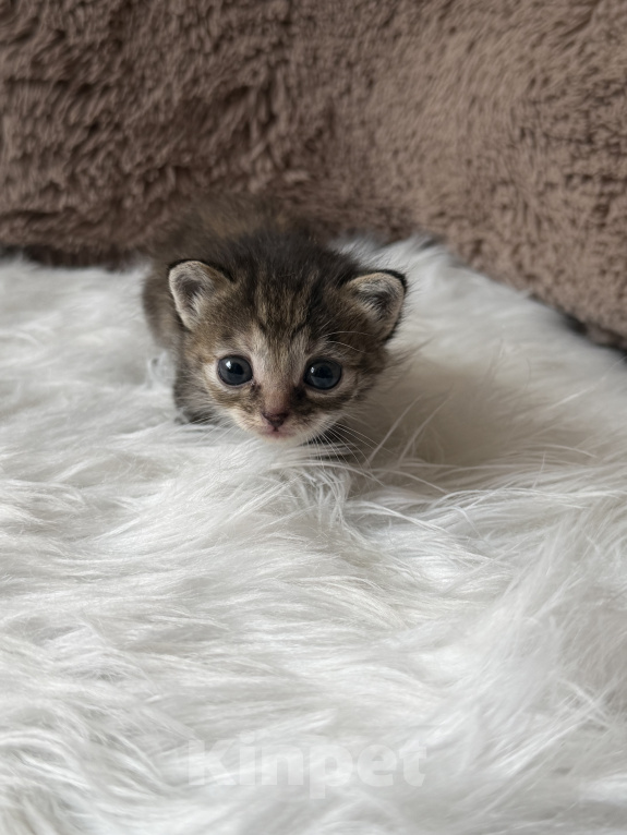 Кошки в Домодедово: отдаю котят Разнополые, Бесплатно - фото 2