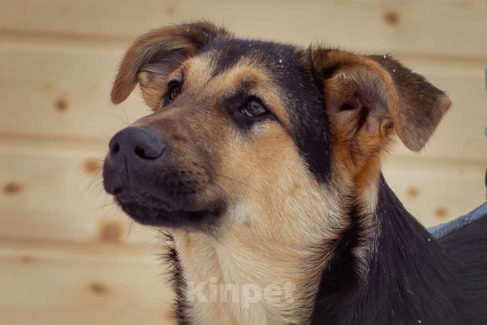 Собаки в Москве: щенок Чупа в добрые руки Девочка, Бесплатно - фото 3