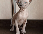 Кошки в Пушкино: Котята канадского сфинкса Мальчик, Бесплатно - фото 4