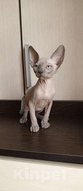 Кошки в Пушкино: Котята канадского сфинкса Мальчик, Бесплатно - фото 4
