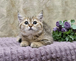 Кошки в Ростове-на-Дону: Шотландские прямоухие котята Разнополые, 4 500 руб. - фото 8