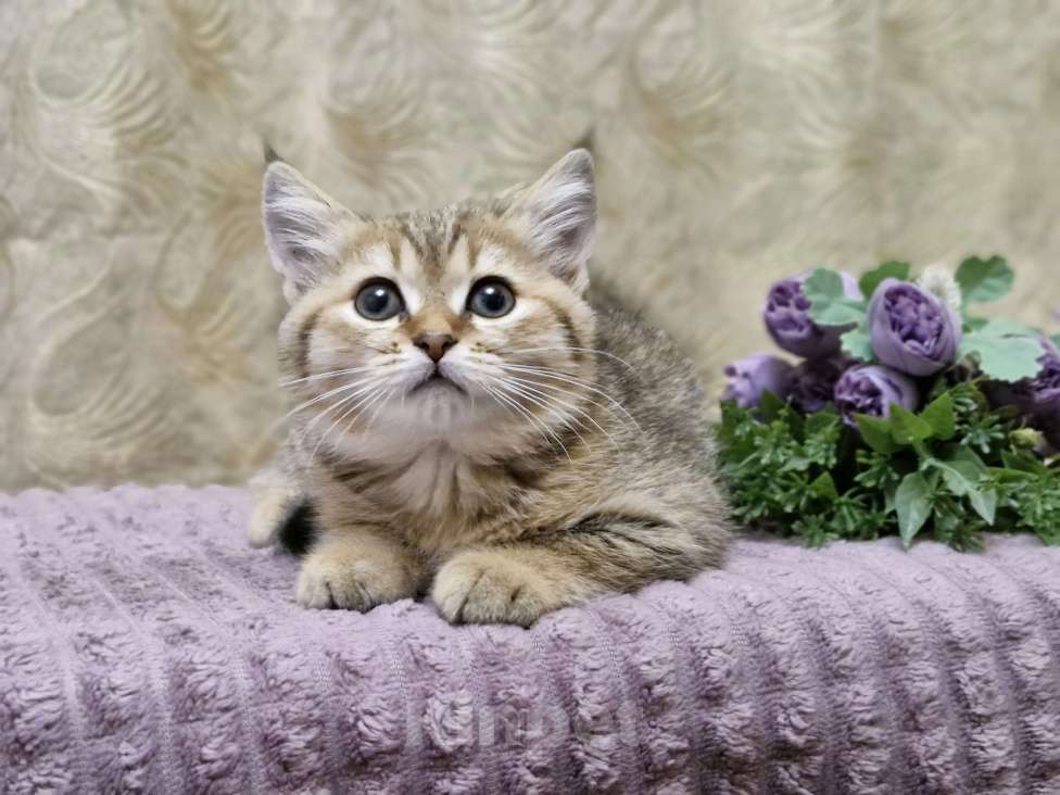 Кошки в Ростове-на-Дону: Шотландские прямоухие котята Разнополые, 4 500 руб. - фото 8