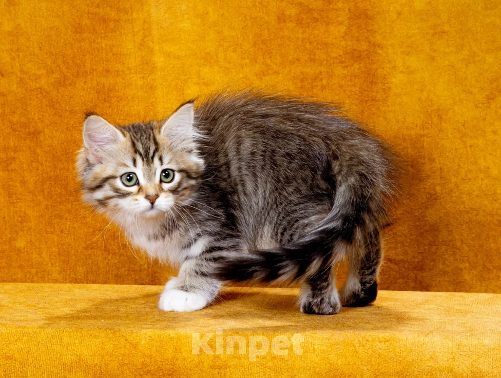 Кошки в Москве: Сибирская кошечка Иверия Девочка, 60 000 руб. - фото 4