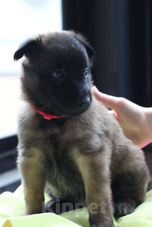 Собаки в Екатеринбурге: Щенки бельгийской овчарки тервюрен рабочего разведения Девочка, 80 000 руб. - фото 2