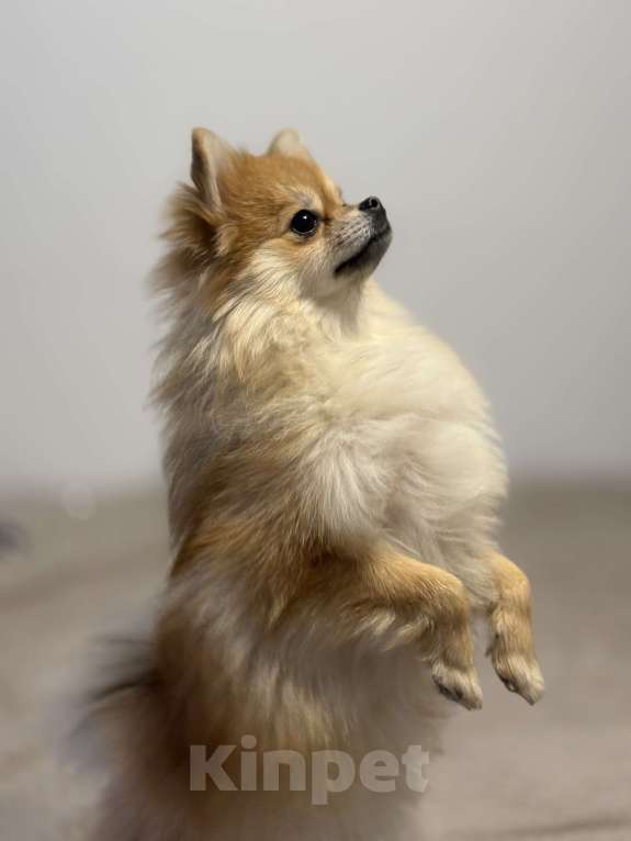 Собаки в Москве: Померанский шпиц Девочка, 35 000 руб. - фото 3