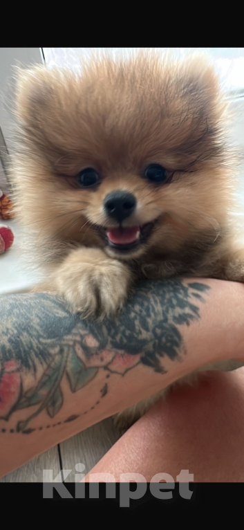 Собаки в других городах Московской области: Мили  Девочка, 40 000 руб. - фото 2