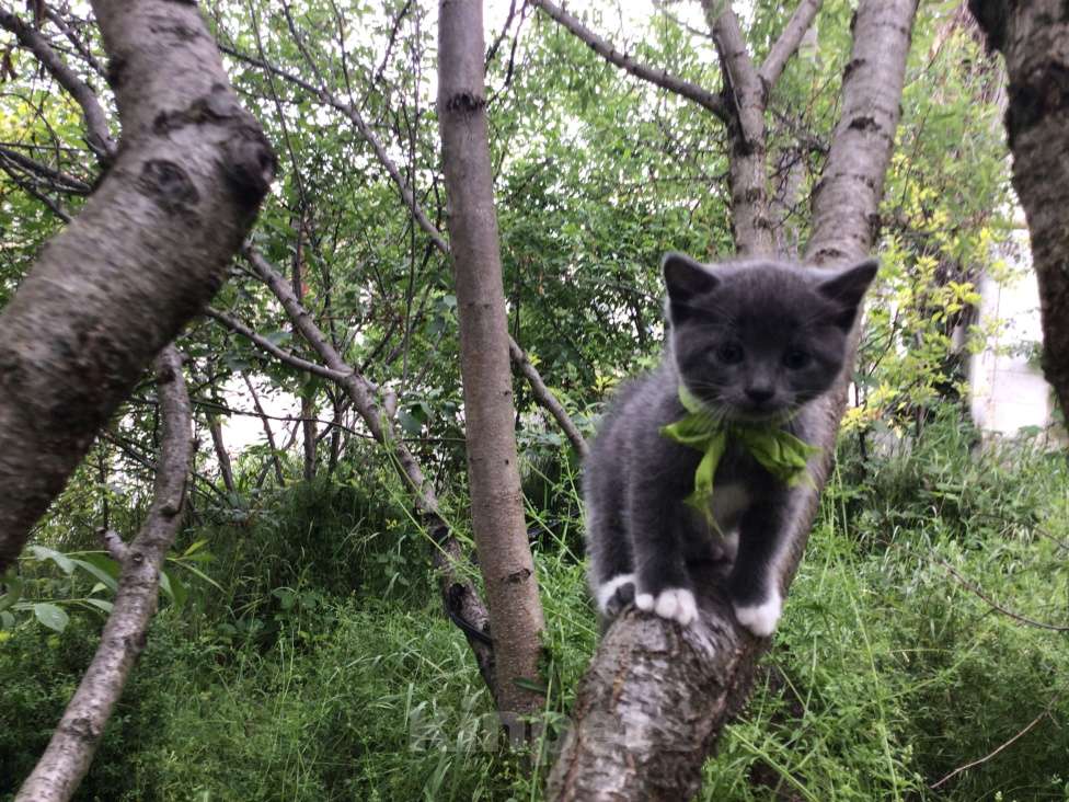 Кошки в Симферополе: Котенок девочка Девочка, Бесплатно - фото 2