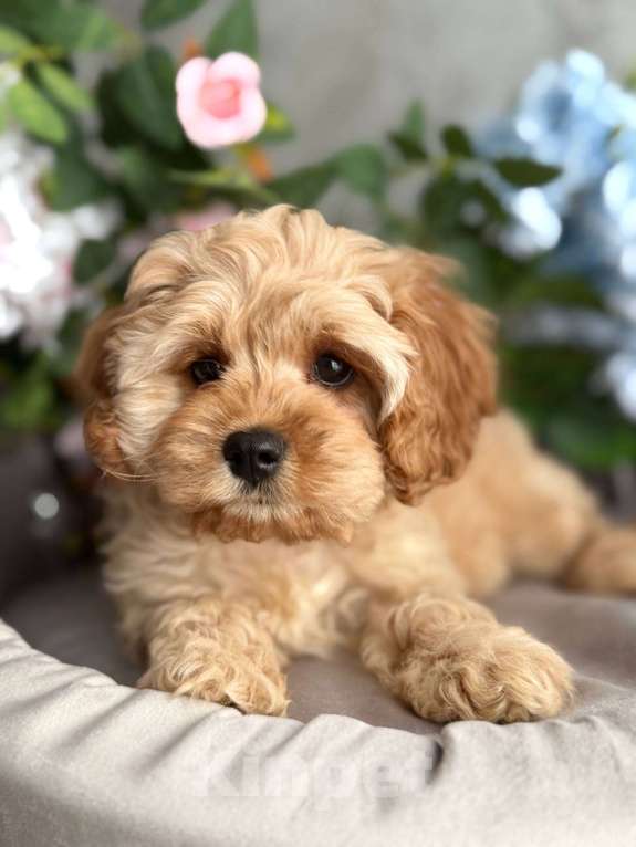 Собаки в Москве: Кавапу щенок Девочка, Бесплатно - фото 3