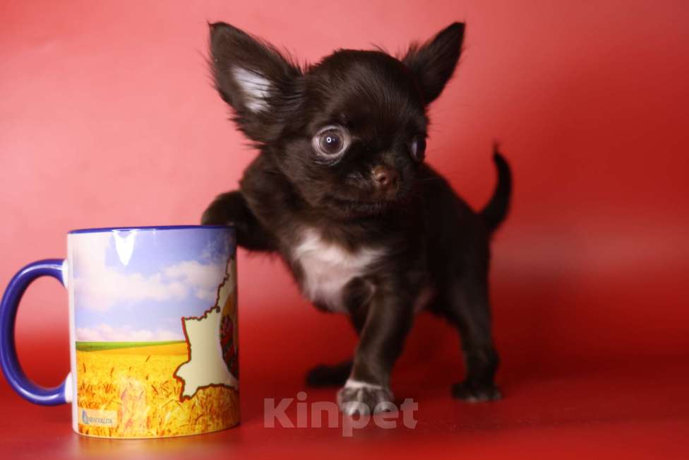 Собаки в Санкт-Петербурге: Шоколадный красавец Мальчик, 100 000 руб. - фото 1