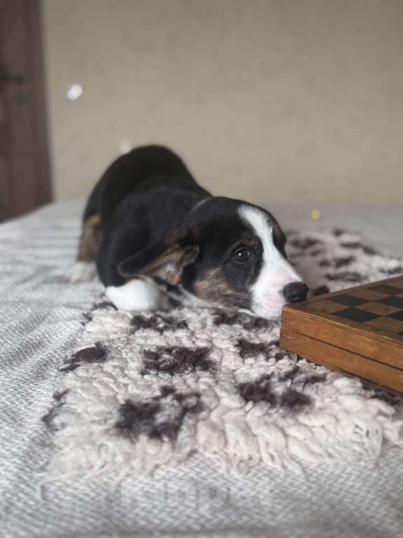 Собаки в Курске: Вельш корги кардиган Мальчик, 50 000 руб. - фото 4