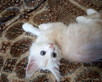 Кошки в Александровске-Сахалинском: Мейн Кун, 3 000 руб. - фото 2