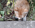 Кошки в Химках: Котёнок ищет дом Мальчик, Бесплатно - фото 4