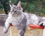 Кошки в Тихорецке: Котята мейн-кун Девочка, 60 000 руб. - фото 1