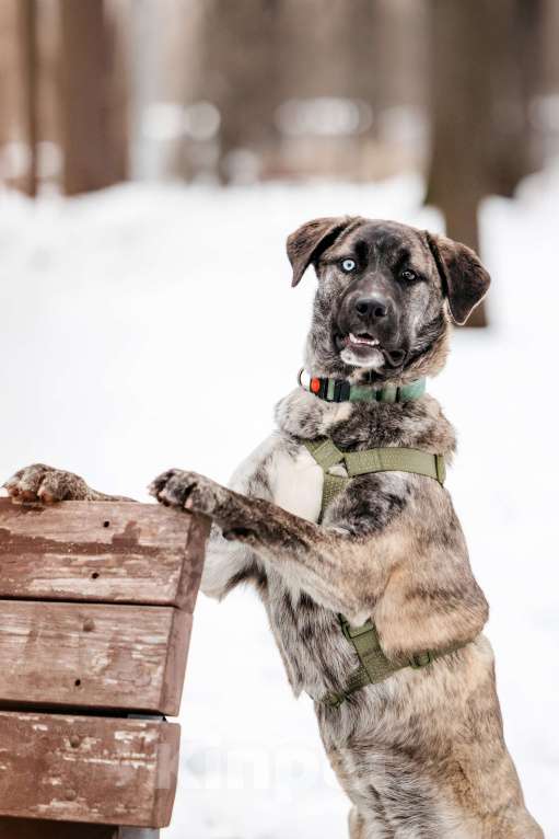 Собаки в Москве: Тигровая девочка в поисках дома Девочка, Бесплатно - фото 7