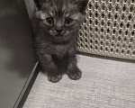 Кошки в Уссурийске: Продам  шотландского прямоухого котенка Мальчик, 5 111 руб. - фото 1