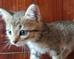Кошки в Барнауле: Котята кошки мышеловки Девочка, Бесплатно - фото 5