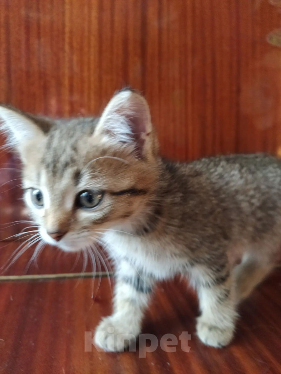 Кошки в Барнауле: Котята кошки мышеловки Девочка, Бесплатно - фото 5