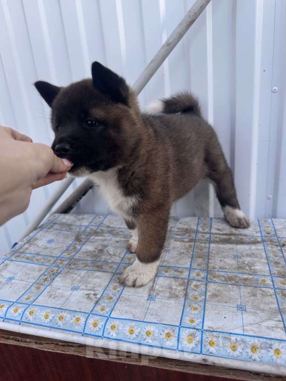 Собаки в Мелеузе: Щенок Американской Акиты Девочка, 15 000 руб. - фото 3