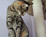 Кошки в Санкт-Петербурге: Кошечка для души Девочка, Бесплатно - фото 8