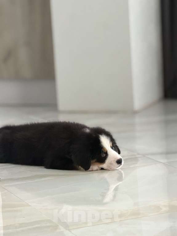 Собаки в других городах Саратовской области: Продажа щенков Бернского Зенненхунда Мальчик, Бесплатно - фото 5