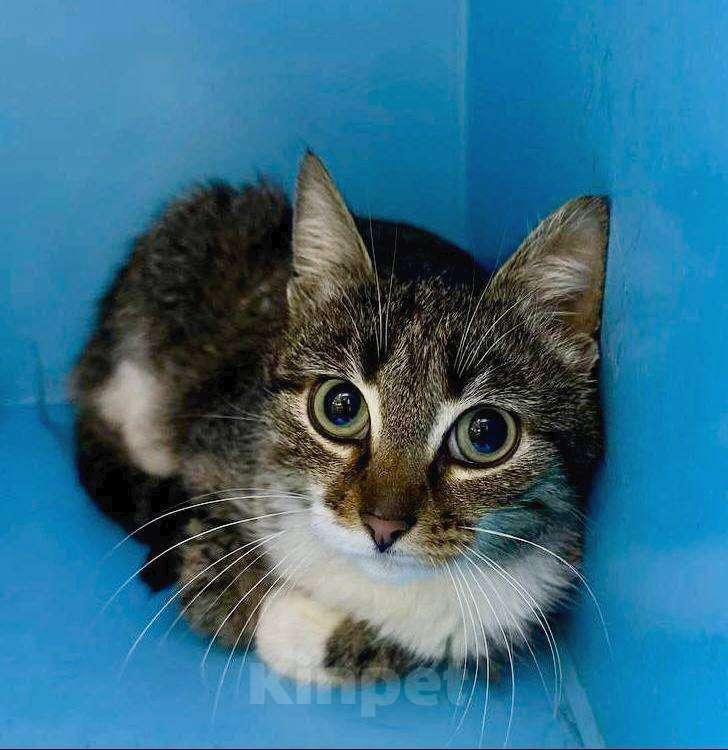 Кошки в Москве: Котёнок ищет семью Девочка, Бесплатно - фото 1