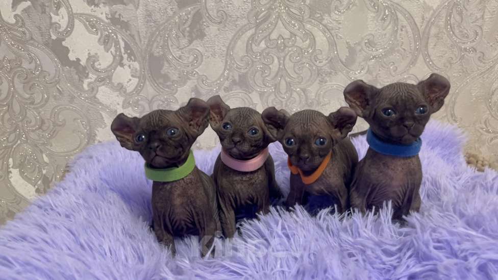 Кошки в Санкт-Петербурге: Котята ЭЛЬФЫ Девочка, Бесплатно - фото 2