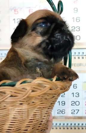 Собаки в Москве: Щенки пти брабансона мальчики и девочка на март Мальчик, 40 000 руб. - фото 1