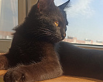 Кошки в Краснодаре: Черная кошечка Девочка, Бесплатно - фото 1