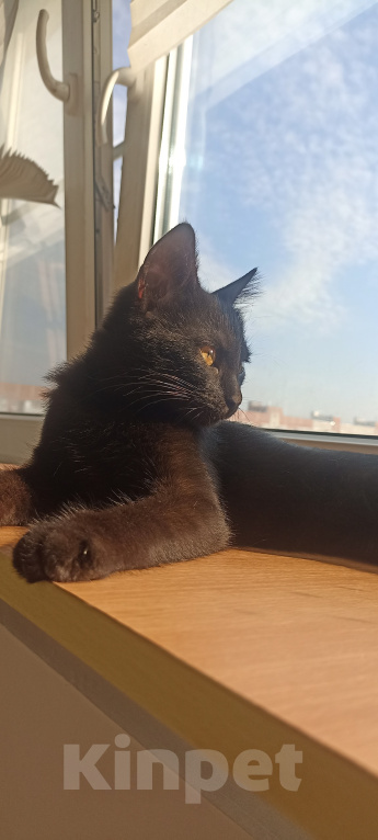 Кошки в Краснодаре: Черная кошечка Девочка, Бесплатно - фото 1