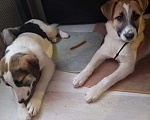 Собаки в Балашихе: Лаки ищет дом Девочка, 1 руб. - фото 2