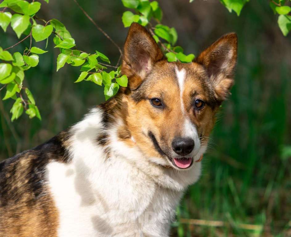 Собаки в Москве: Нежная и миниатюрная девочка Жужа ищет дом Девочка, 1 руб. - фото 6