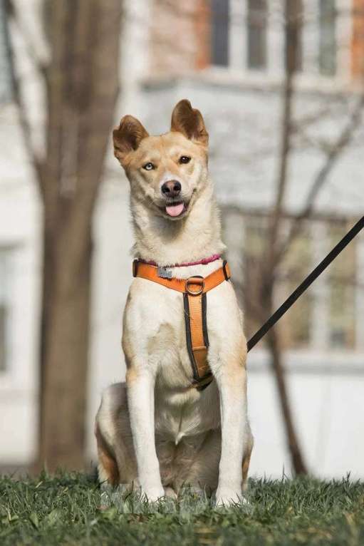 Собаки в Москве: Разноглазая собака в добрые руки Девочка, Бесплатно - фото 1