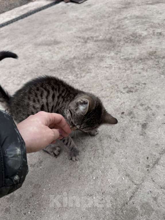 Кошки в Симферополе: Котенок в добрые руки Девочка, Бесплатно - фото 2
