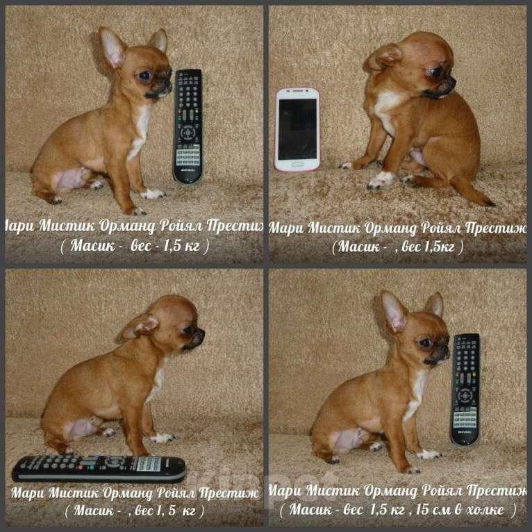 Собаки в Санкт-Петербурге: Микро чихуахуа 220 грамм Геркулес Мальчик, 150 000 руб. - фото 5