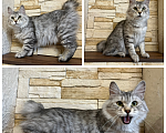 Кошки в Волгограде: Кошка курильский бобтейл Девочка, Бесплатно - фото 1