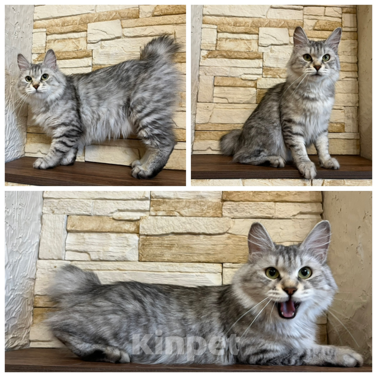 Кошки в Волгограде: Кошка курильский бобтейл Девочка, Бесплатно - фото 1