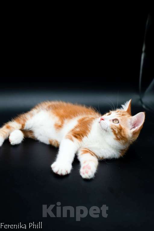 Кошки в Хабаровске: Котёнок курильского бобтейла Ференика Фил Леван Мальчик, 40 000 руб. - фото 10