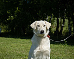 Собаки в Москве: Белый. Самый хороший мальчик Мальчик, 1 руб. - фото 5