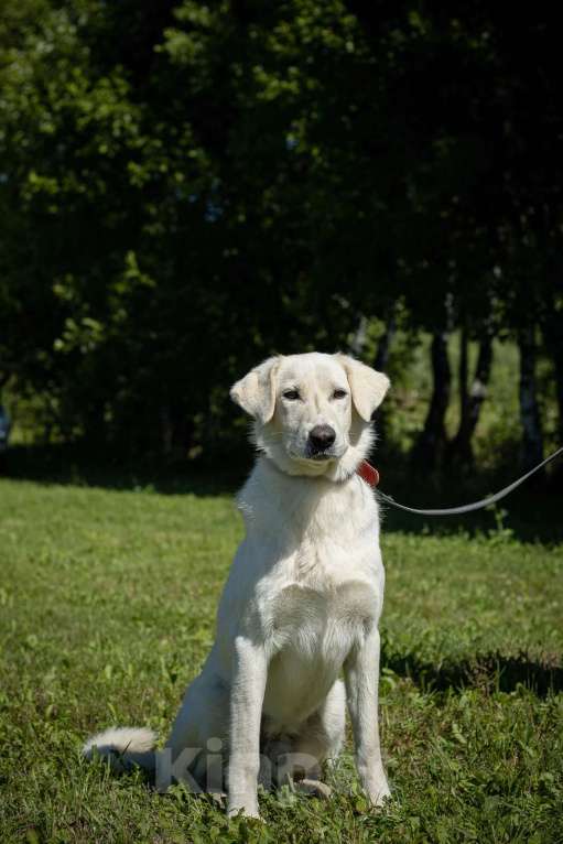 Собаки в Москве: Белый. Самый хороший мальчик Мальчик, 1 руб. - фото 5